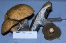 Suillus tomentosus image