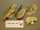 Trametes hirsuta image