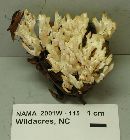 Tremellodendron pallidum image