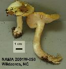 Tricholoma aestuans image
