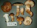 Tricholoma focale image