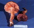 Tricholoma imbricatum image