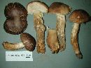 Tricholoma imbricatum image