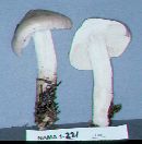 Tricholoma lascivum image