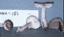 Tricholoma terreum image