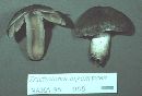 Tricholoma terreum image