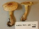 Tricholoma odorum image