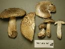 Tricholoma pardinum image