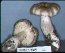 Tricholoma portentosum image