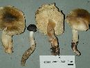 Tricholoma saponaceum image