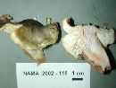 Tricholoma saponaceum image