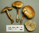 Tricholoma vaccinum image