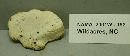 Tyromyces chioneus image