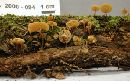 Xeromphalina kauffmanii image