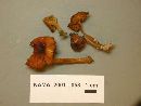 Xeromphalina tenuipes image