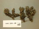 Xylaria polymorpha image