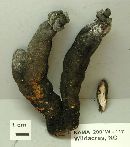 Xylaria polymorpha image