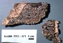 Xylobolus frustulatus image
