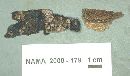 Xylobolus frustulatus image