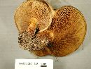 Paxillus vernalis image