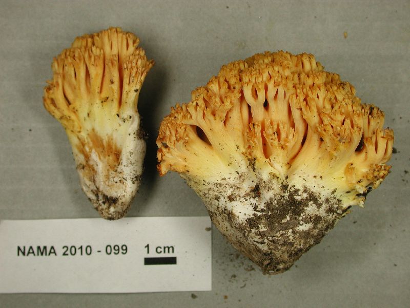 Ramaria aurantiisiccescens image
