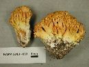 Ramaria aurantiisiccescens image