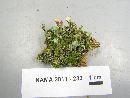Cladonia chlorophaea image