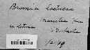 Bremia lactucae image