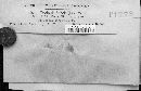 Erysiphe adunca var. adunca image