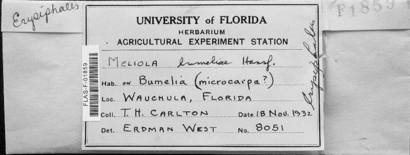 Meliola bumeliae image