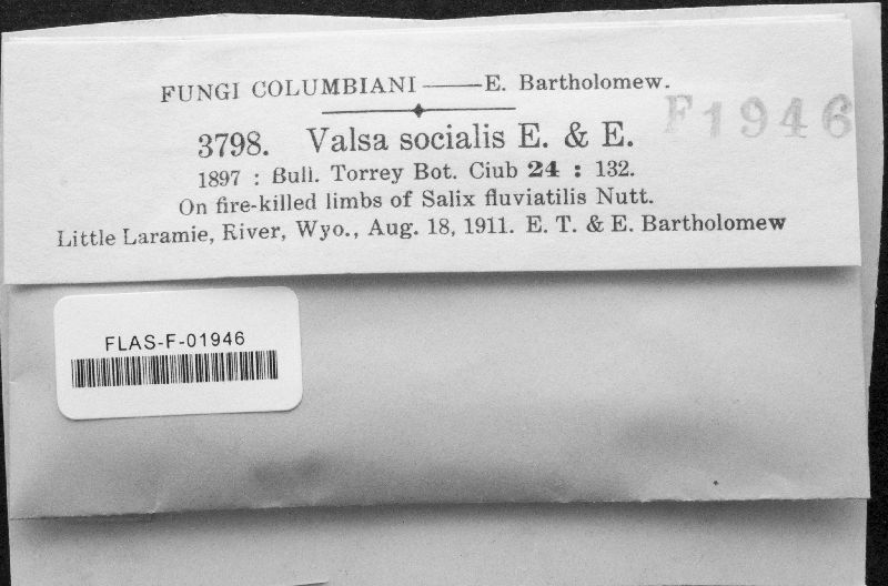 Valsa socialis image