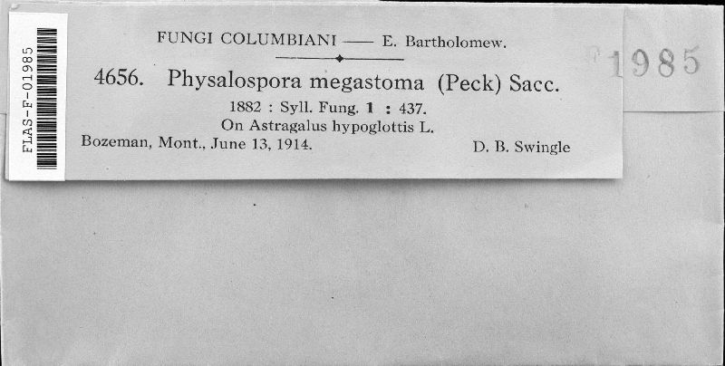 Stigmatula astragali image