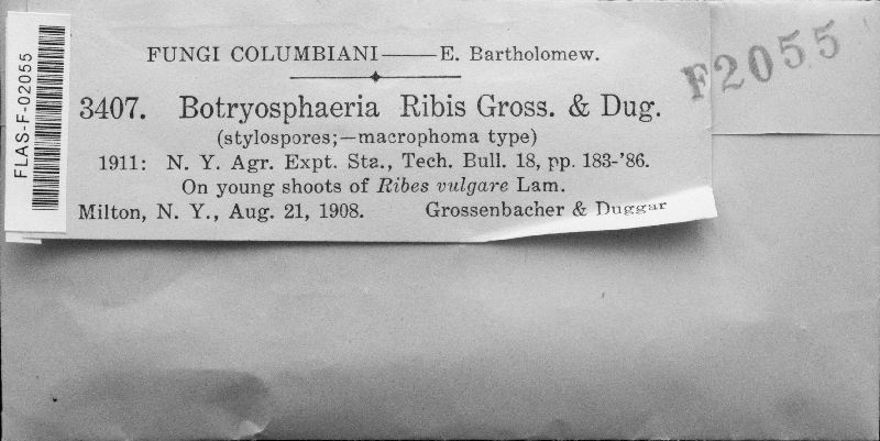 Botryosphaeria ribis image