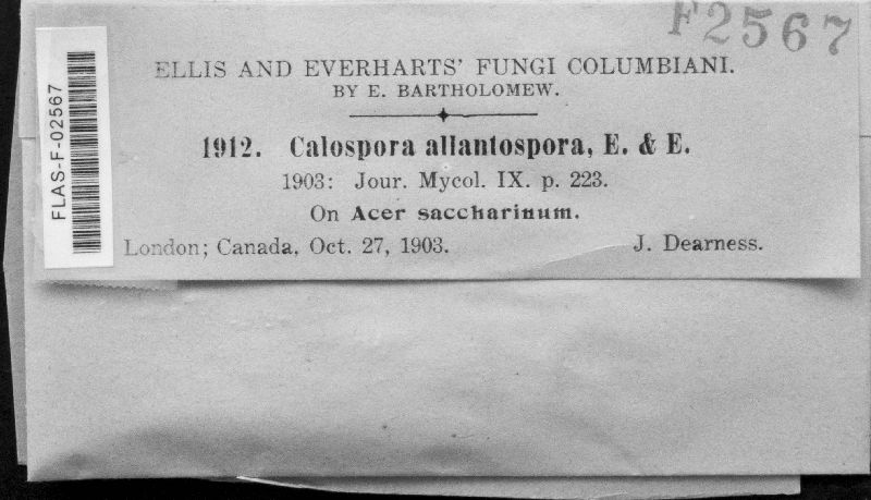 Calospora allantospora image