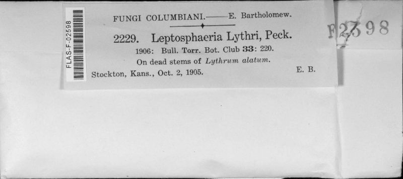 Leptosphaeria lythri image