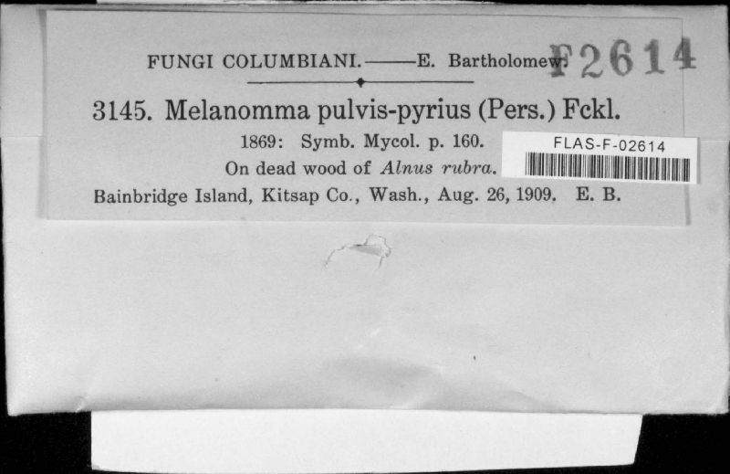 Melanomma pulvis-pyrius image