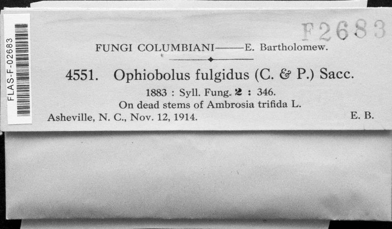 Ophiobolus fulgidus image