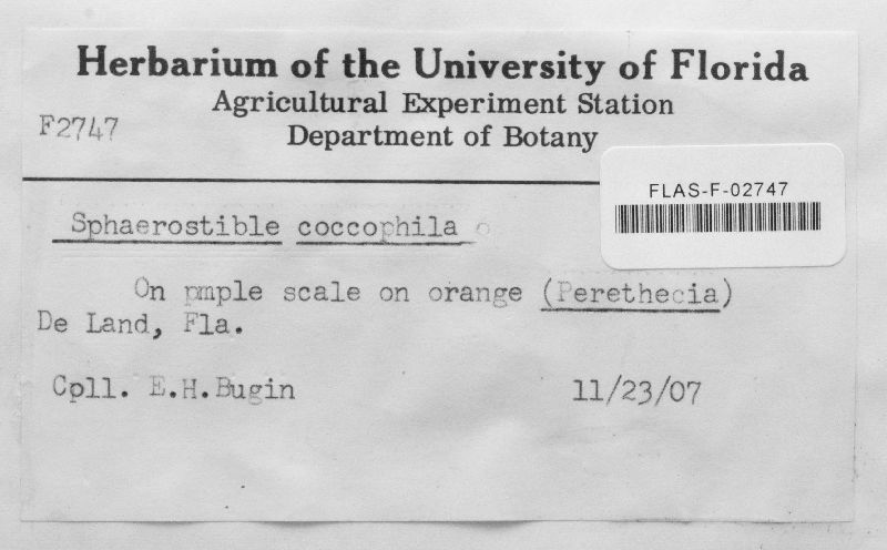 Nectria coccophila image