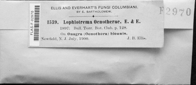 Lophiotrema oenotherae image