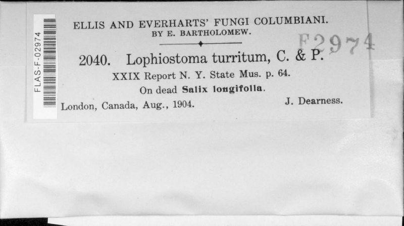 Lophiostoma turritum image