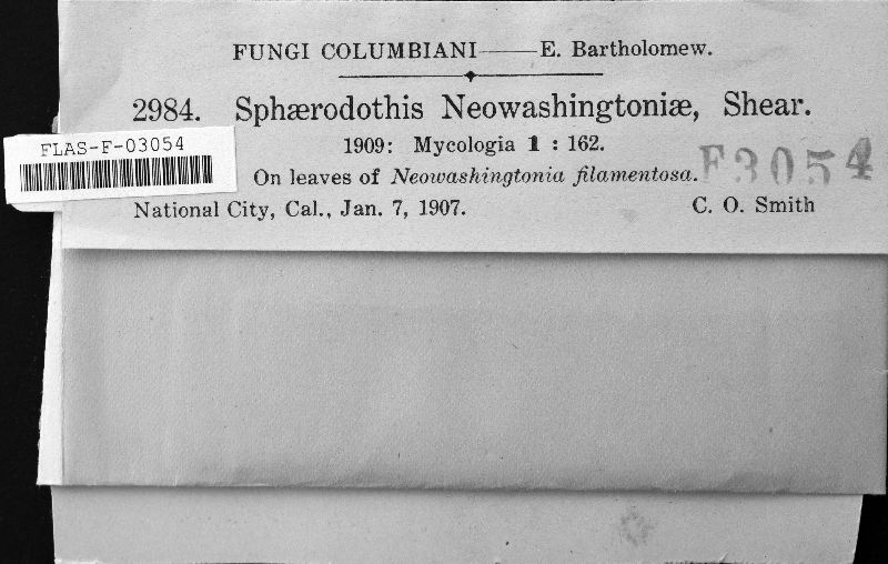 Sphaerodothis neowashingtoniae image