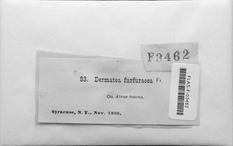 Dermatea furfuracea image
