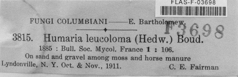 Humaria leucoloma image