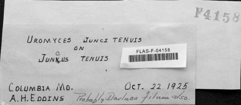 Uromyces junci-tenuis image
