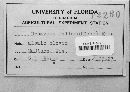 Uromyces fallens image
