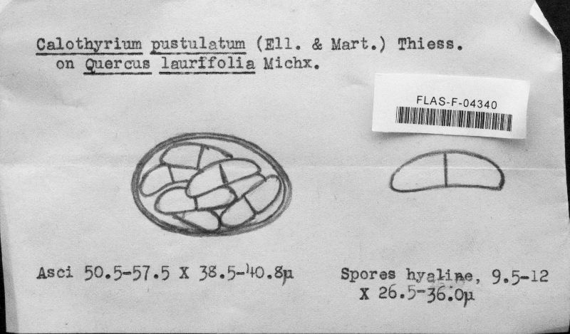 Calothyrium pustulatum image