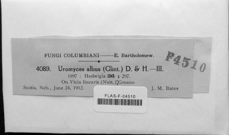 Uromyces albus image