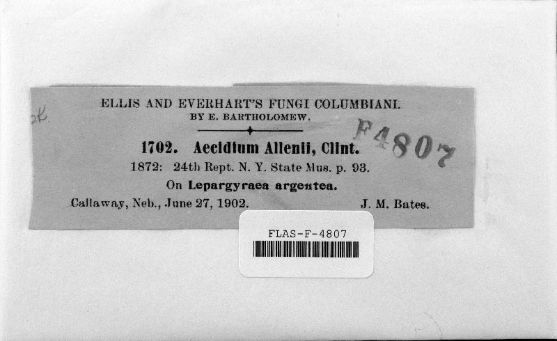 Aecidium allenii image