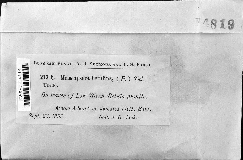 Melampsora betulina image