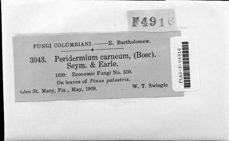 Coleosporium carneum image